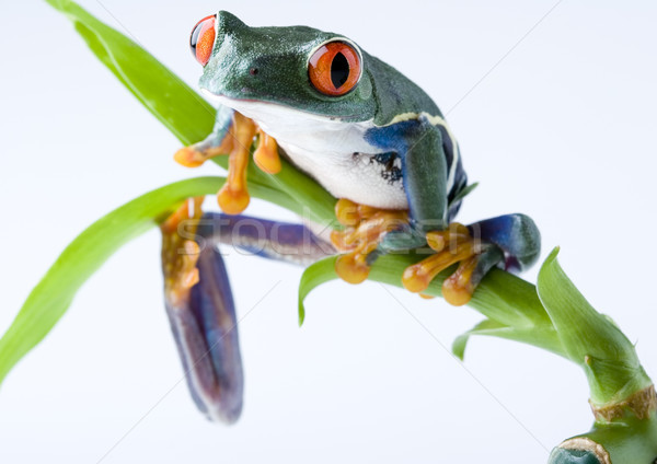 Red eye tree frog on colorful background Stock photo © JanPietruszka