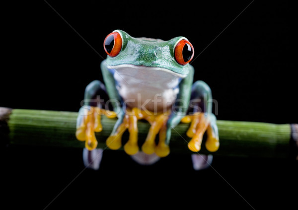 Red eye tree frog on leaf on colorful background Stock photo © JanPietruszka