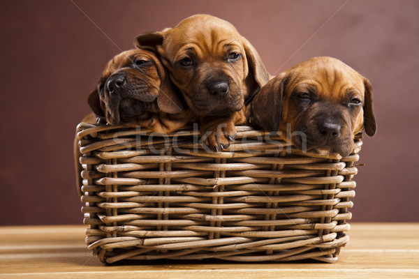 Puppies, wicker basket  Stock photo © JanPietruszka