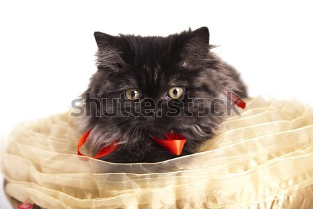 Divertente gattino occhi gatti animale bella Foto d'archivio © JanPietruszka