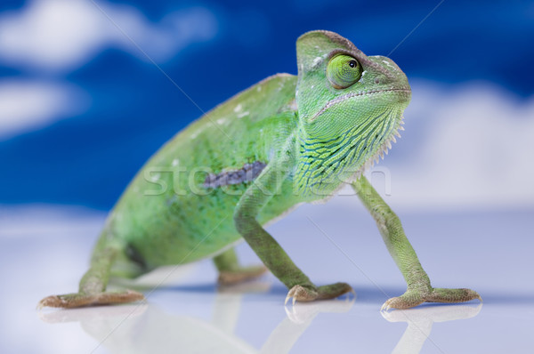 Jaszczurka rodziny Chameleon krzyż tle portret Zdjęcia stock © JanPietruszka