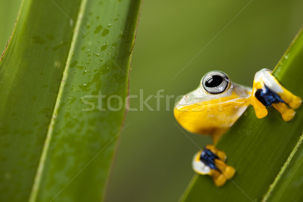 Flying Frog in the jungle Stock photo © JanPietruszka