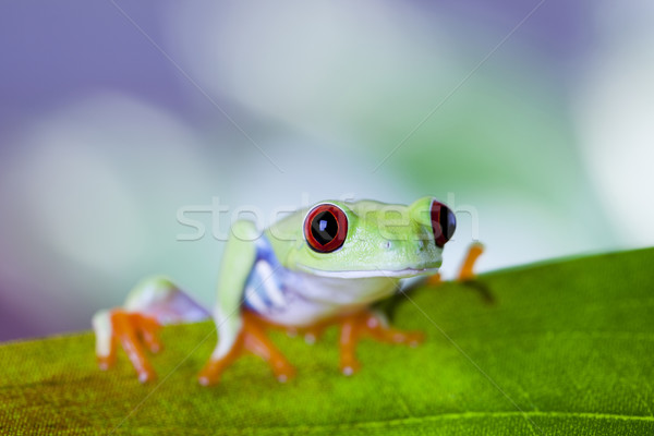 Red eye tree frog Stock photo © JanPietruszka