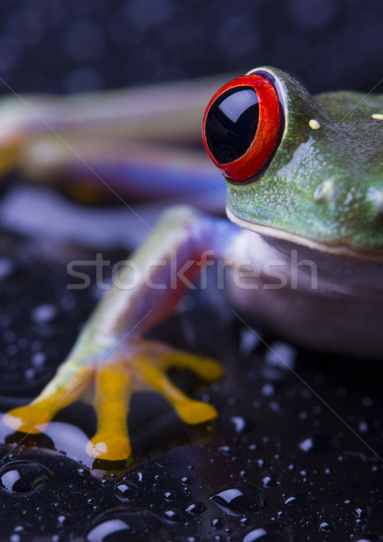 Rojo rana colorido naturaleza hoja Foto stock © JanPietruszka
