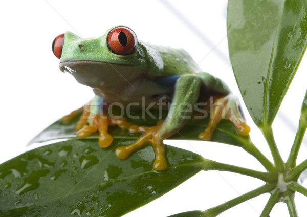 Stockfoto: Rood · oog · boomkikker · blad · kleurrijk · natuur