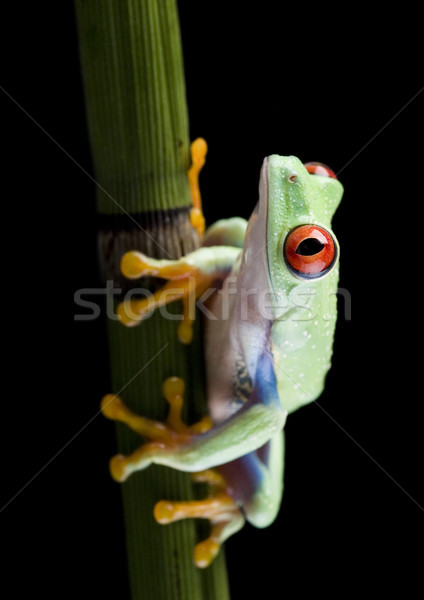 Stockfoto: Exotisch · kikker · kleurrijk · natuur · Rood · tropische