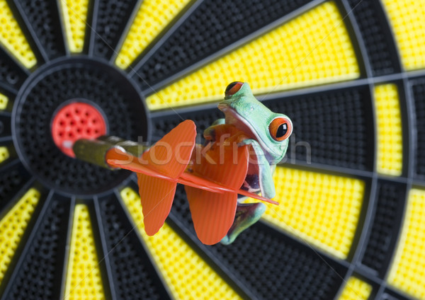 Flying Frog in the jungle on colorful background Stock photo © JanPietruszka