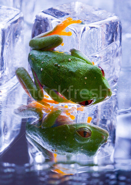 Stock photo: Exotic frog in indonesia, Rhacophorus reinwardtii on colorful ba