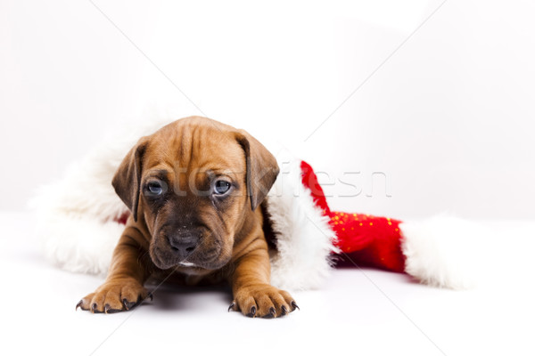 Stockfoto: Puppy · weinig · hond · baby · honden · jonge