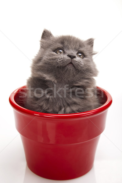 Britannique peu chaton cute animal coloré Photo stock © JanPietruszka