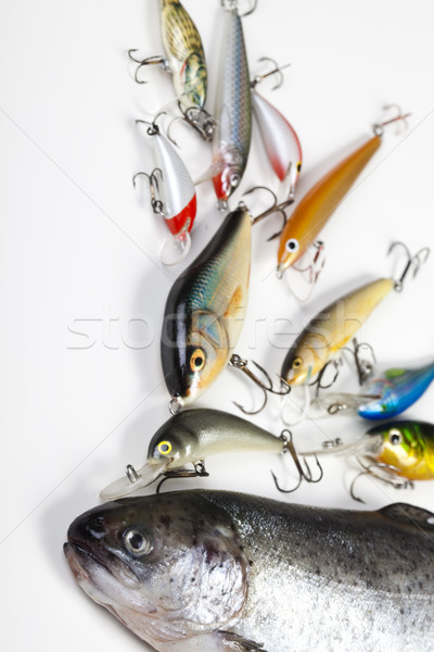 Fischerei natürlichen Essen Natur Fluss fliegen Stock foto © JanPietruszka