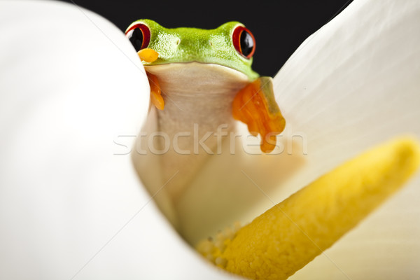 Frog in the jungle on colorful background Stock photo © JanPietruszka