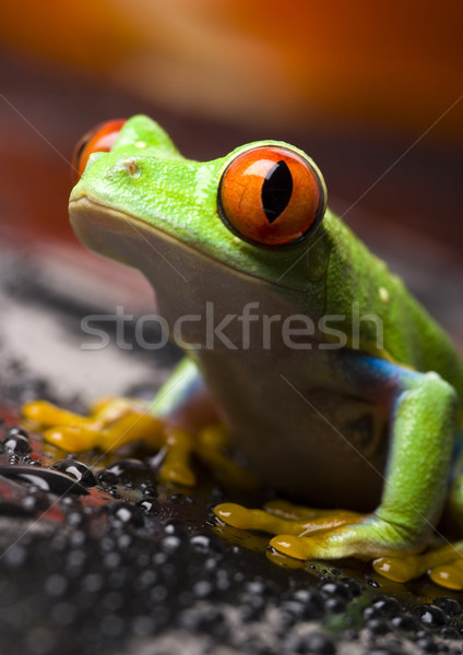 Red eyed frog green tree on colorful background Stock photo © JanPietruszka