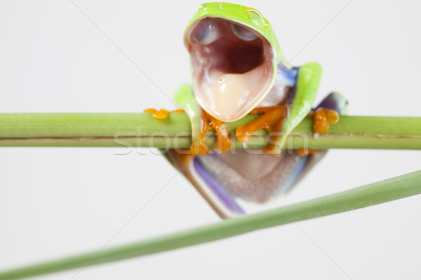 Red eyed frog green tree on colorful background Stock photo © JanPietruszka