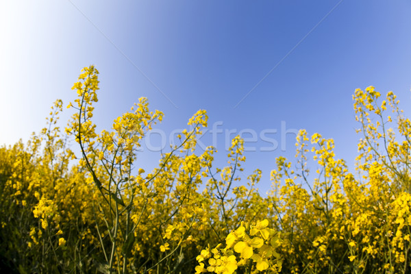 Canola, springtime vivid rural concept Stock photo © JanPietruszka