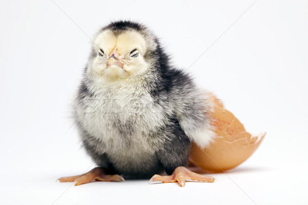 Stock photo: Baby chick