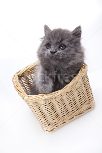Britisch wenig Kätzchen cute Haustier farbenreich Stock foto © JanPietruszka