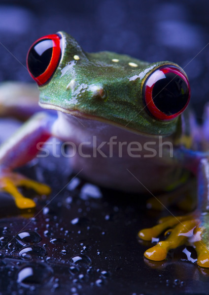 Red eyed frog green tree on colorful background Stock photo © JanPietruszka