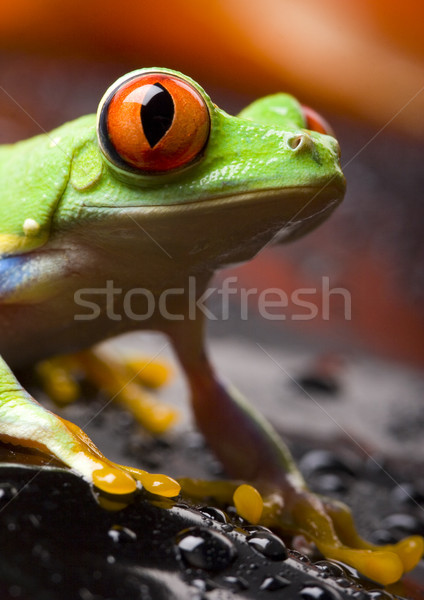 紅色 青蛙 性質 葉 商業照片 © JanPietruszka