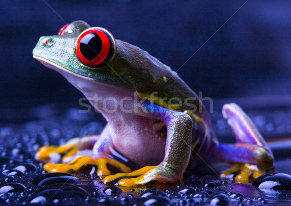 Red eyed frog green tree on colorful background Stock photo © JanPietruszka