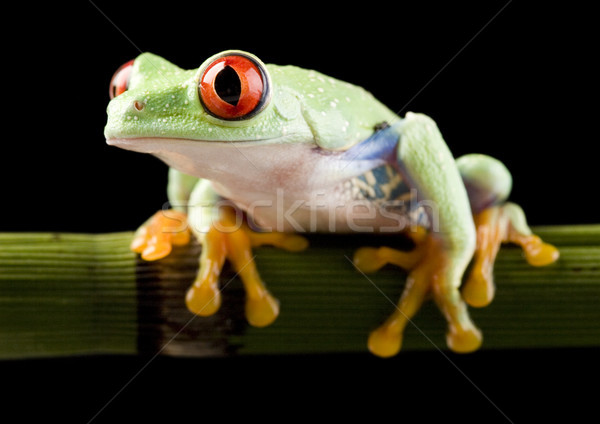 Red eye tree frog on leaf on colorful background Stock photo © JanPietruszka