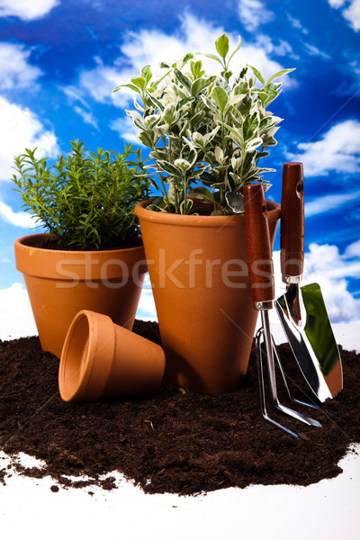 Gardening equipment with plants, vivid bright springtime concept Stock photo © JanPietruszka