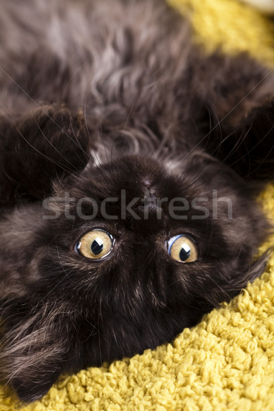 Cat Stock photo © JanPietruszka