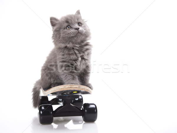 Wenig grau Kätzchen cute Haustier farbenreich Stock foto © JanPietruszka