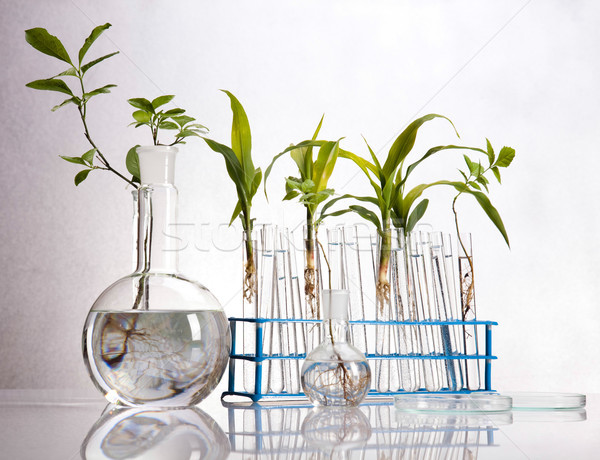 Kémia felszerlés növények laboratórium kísérleti orvosi Stock fotó © JanPietruszka