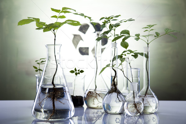 Ecologia laboratório experiência plantas natureza medicina Foto stock © JanPietruszka