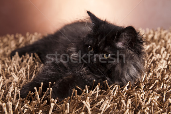 Poesje grappig kitten oog katten dier Stockfoto © JanPietruszka