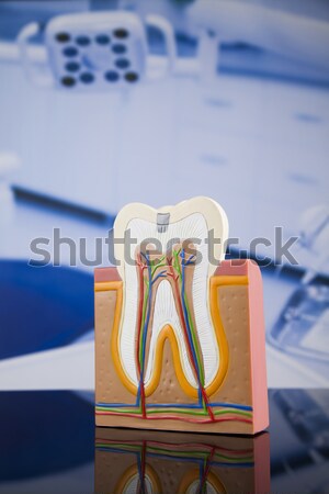 Tooth anatomy Stock photo © JanPietruszka
