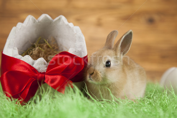 Stock foto: Kaninchen · Ostern · Holz · Tier · Baby · bunny