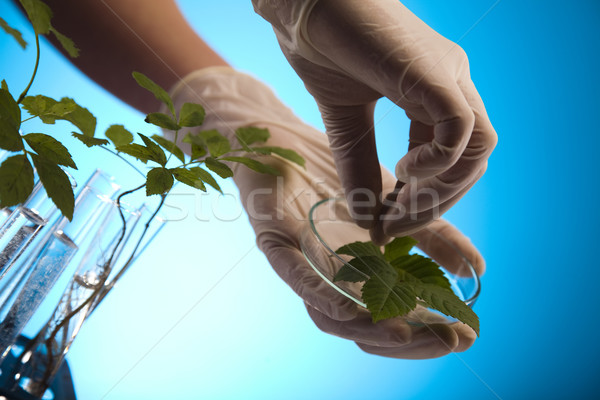 Plant laboratory Stock photo © JanPietruszka