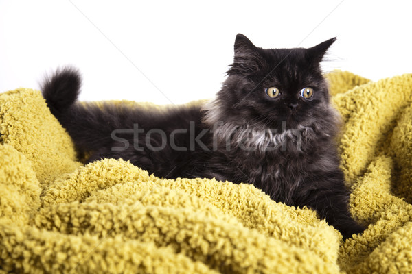 Funny kitten  Stock photo © JanPietruszka