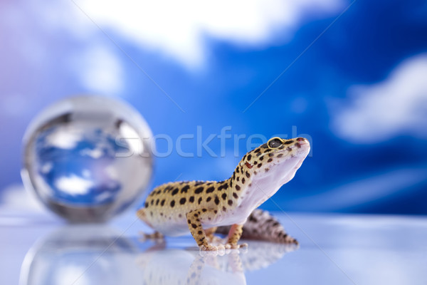 Foto stock: Mundo · geco · ojo · caminando · blanco · animales