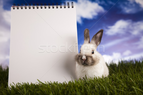 Copy space üres papír nyuszi állat húsvét tavasz Stock fotó © JanPietruszka