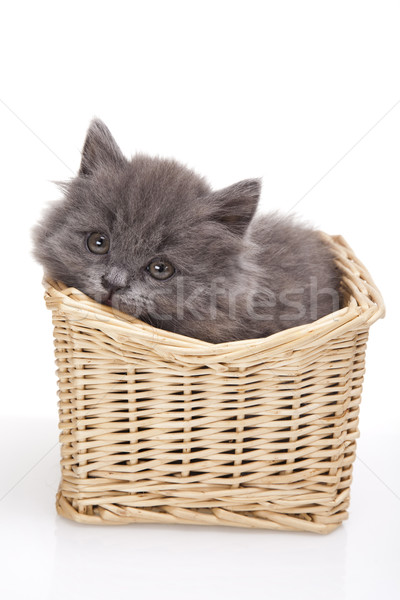 Chaton blanche cute animal coloré bébé [[stock_photo]] © JanPietruszka