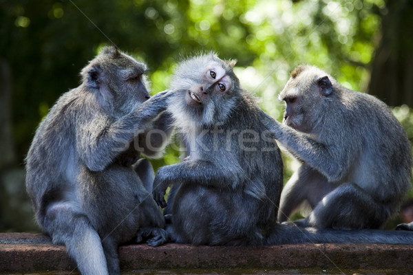 猴子 巴厘島 島 印尼 光明 商業照片 © JanPietruszka