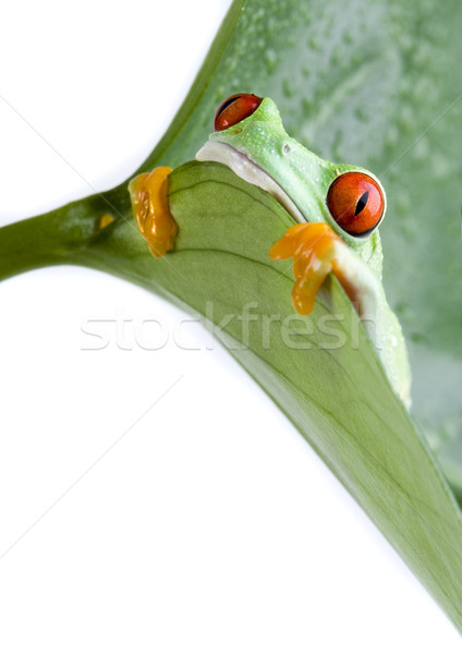 Frog in the jungle on colorful background Stock photo © JanPietruszka