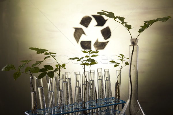 ストックフォト: 化学 · 室 · ガラス製品 · 生態学 · 植物