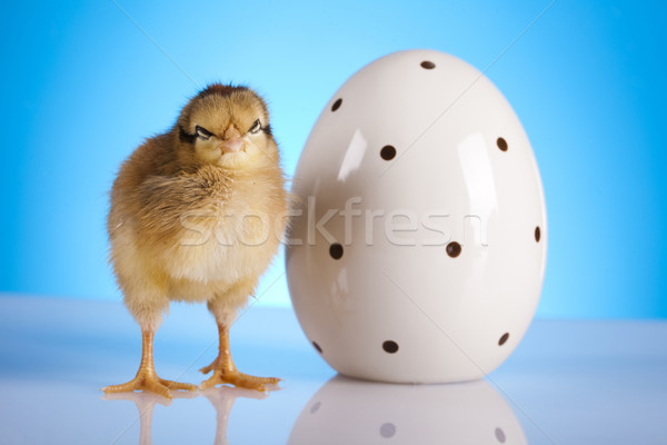 Baby chick Pasen vogel kip veer Stockfoto © JanPietruszka