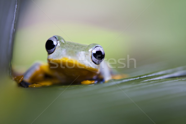 Green tree frog Stock photo © JanPietruszka