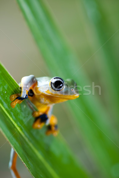 Green tree frog on colorful background Stock photo © JanPietruszka