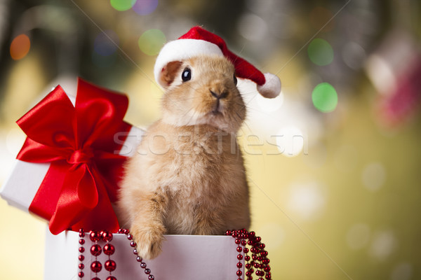 Pequeño conejo Navidad animales vacaciones diseno Foto stock © JanPietruszka