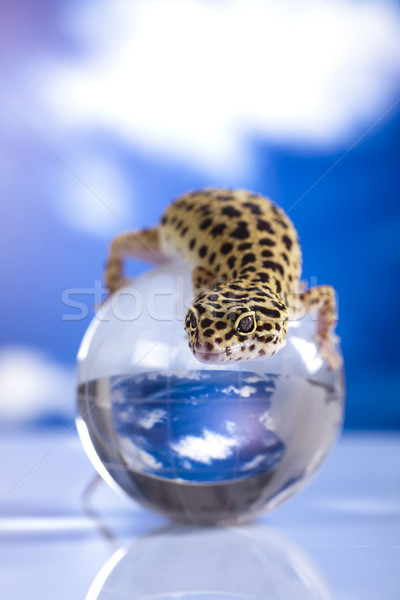 Globe in gecko Stock photo © JanPietruszka