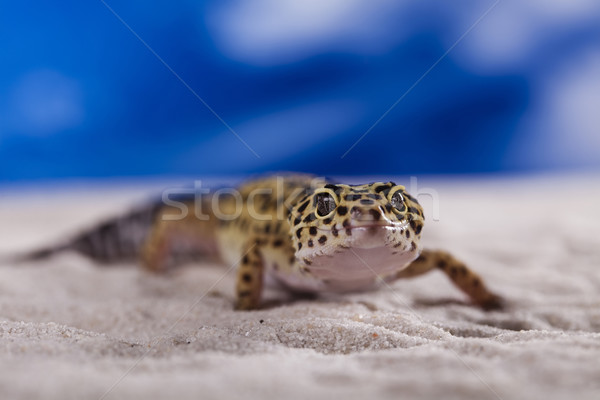 Foto stock: Lagartixa · réptil · lagarto · olho · caminhada · branco