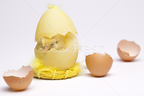 Chick and Egg Stock photo © JanPietruszka