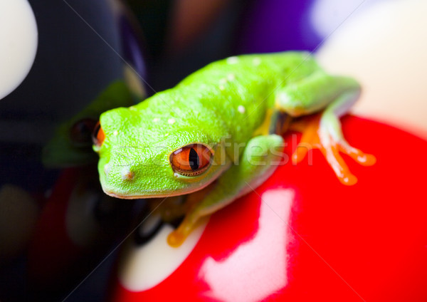 Red eye tree frog on colorful background Stock photo © JanPietruszka