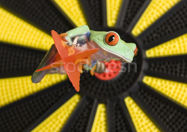 Pływające żaba dżungli kolorowy charakter czerwony Zdjęcia stock © JanPietruszka